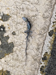 Anolis sagrei