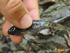 Dormitator latifrons