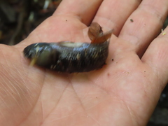 Dormitator latifrons