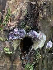 Bionectriaceae