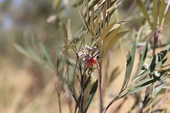 Grevillea refracta refracta