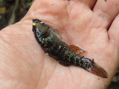 Dormitator latifrons