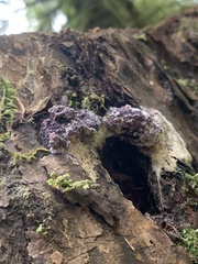Bionectriaceae