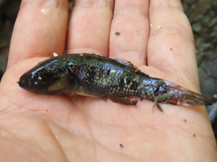 Dormitator latifrons