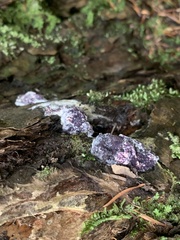 Bionectriaceae