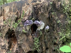 Bionectriaceae