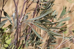 Grevillea refracta refracta
