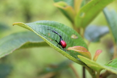 Trachelophorus giraffa