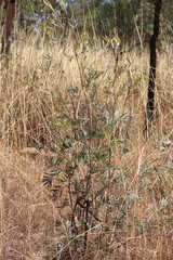 Grevillea refracta refracta