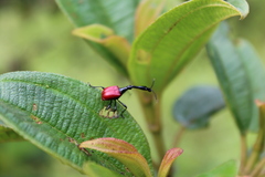 Trachelophorus giraffa
