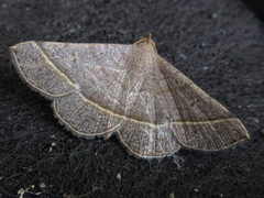 Paracolax trilinealis