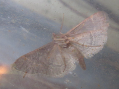 Hypsopygia glaucinalis