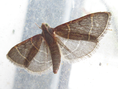 Hypsopygia glaucinalis
