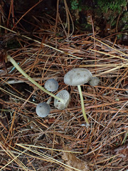 Mycena griseoviridis