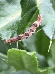 Eupithecia virgaureata