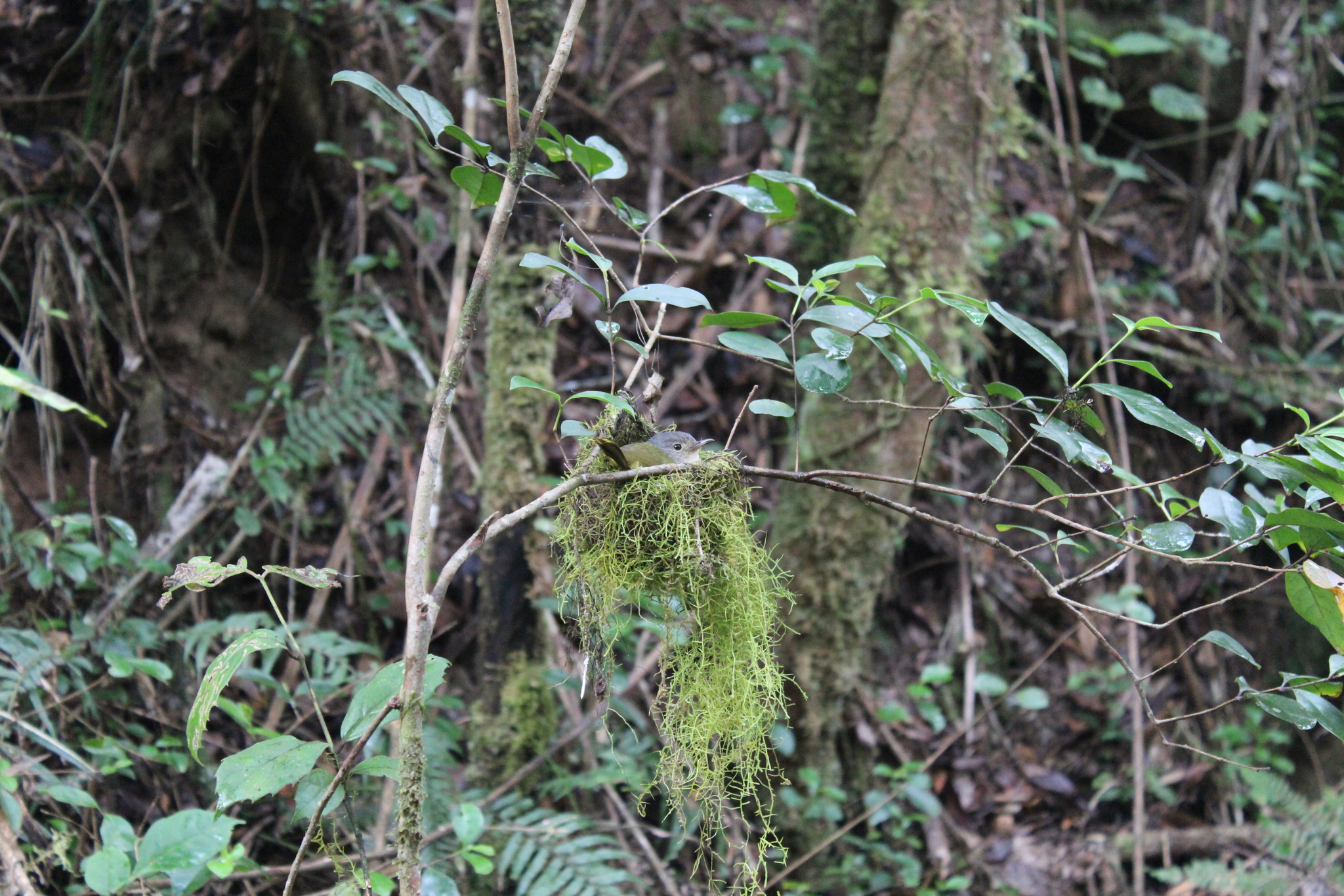 Grey-crowned Tetraka illustration