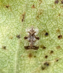 Corythucha pergandei