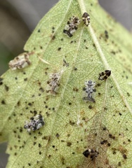 Corythucha pergandei