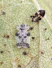 Corythucha pergandei