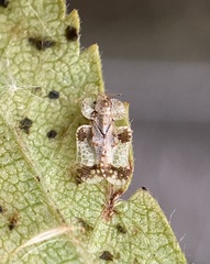 Corythucha pergandei