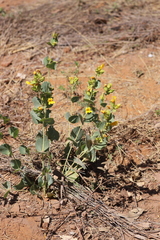 Goodenia panduriformis