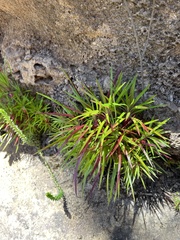 Dracophyllum secundum