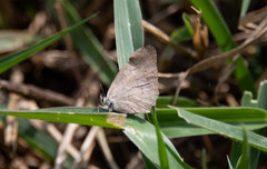 Cissia phronius