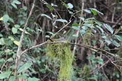 Xanthomixis cinereiceps