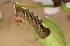 Eumorpha achemon