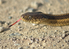 Thamnophis gigas