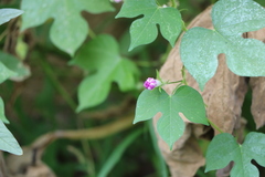Ipomoea