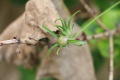 Ipomoea