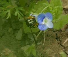 Chrysotoxum festivum