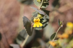Goodenia panduriformis