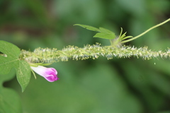 Ipomoea