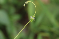 Ipomoea