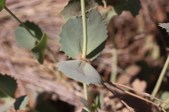 Goodenia panduriformis