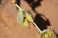 Goodenia panduriformis