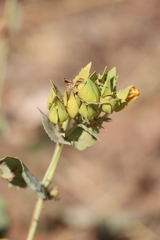Goodenia panduriformis