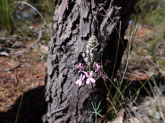 Stylidium brunonianum