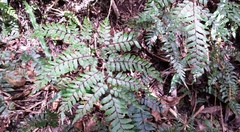 Adiantum fulvum