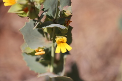 Goodenia panduriformis