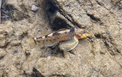 Etheostoma osburni