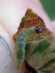 Philocryptica polypodii