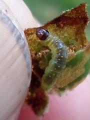 Philocryptica polypodii