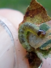 Philocryptica polypodii