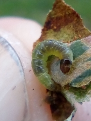 Philocryptica polypodii