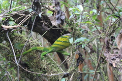 Calumma oshaughnessyi