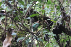 Calumma oshaughnessyi