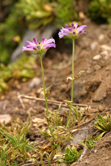 Penstemon heterodoxus heterodoxus